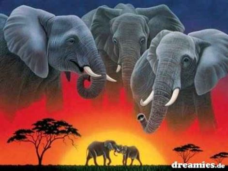 elefantos.jpg